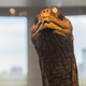 Image for article titled How to Pull Off the Most Complex Taxidermy of All Time